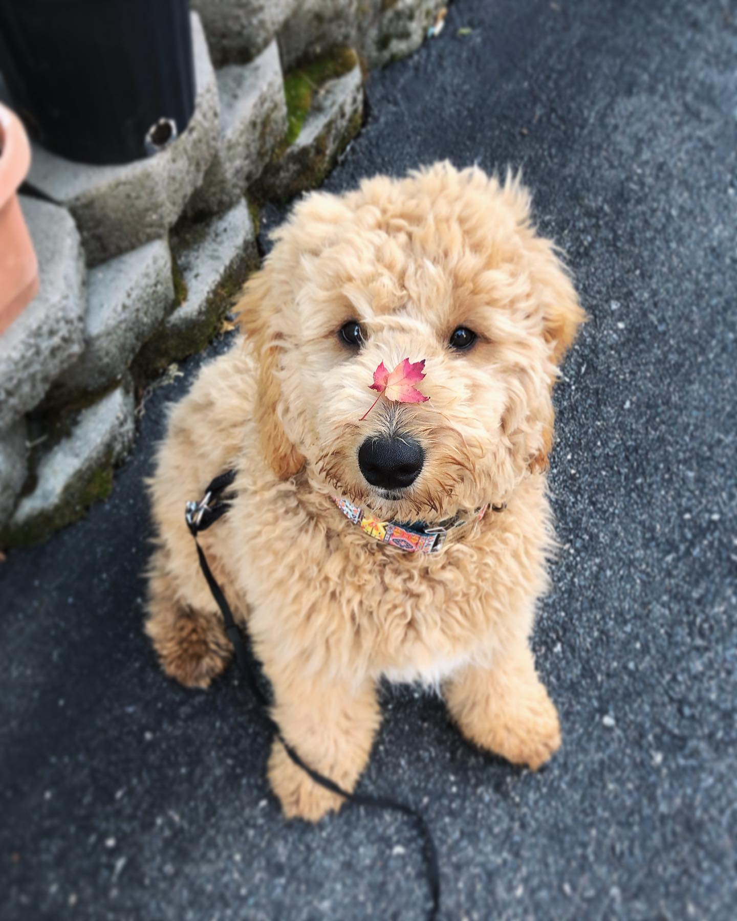 Cute Mini Goldendoodle Baby