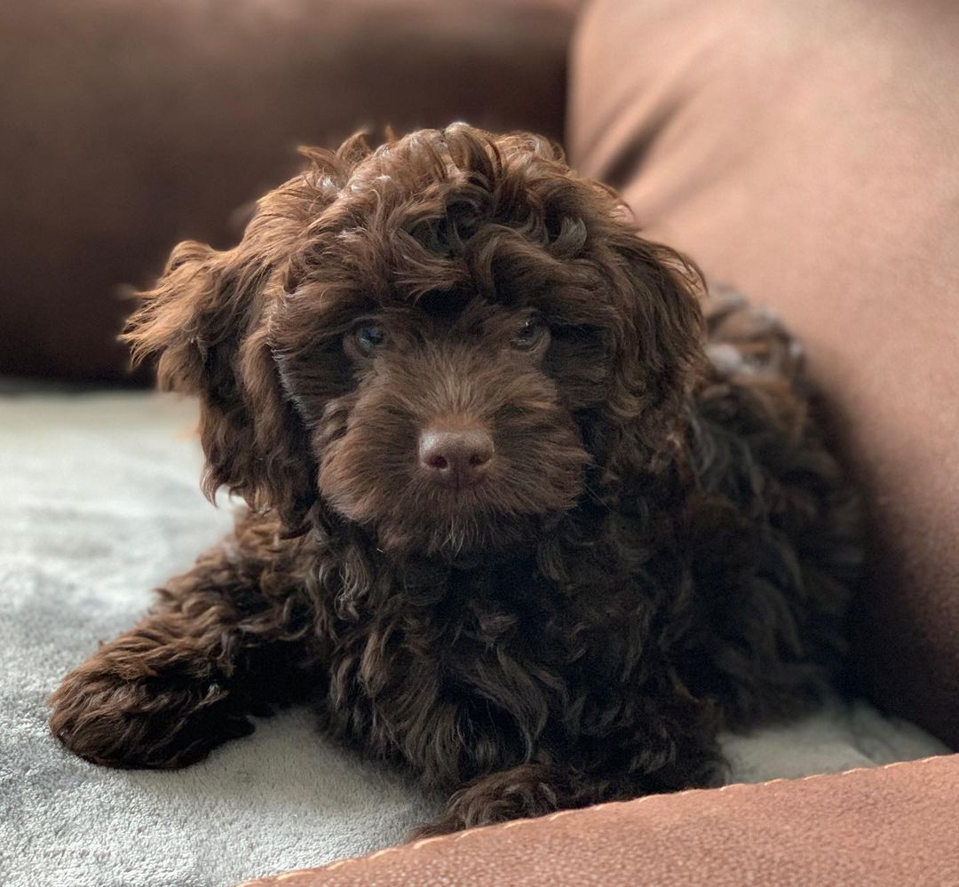Cockapoo Puppy for Adoption