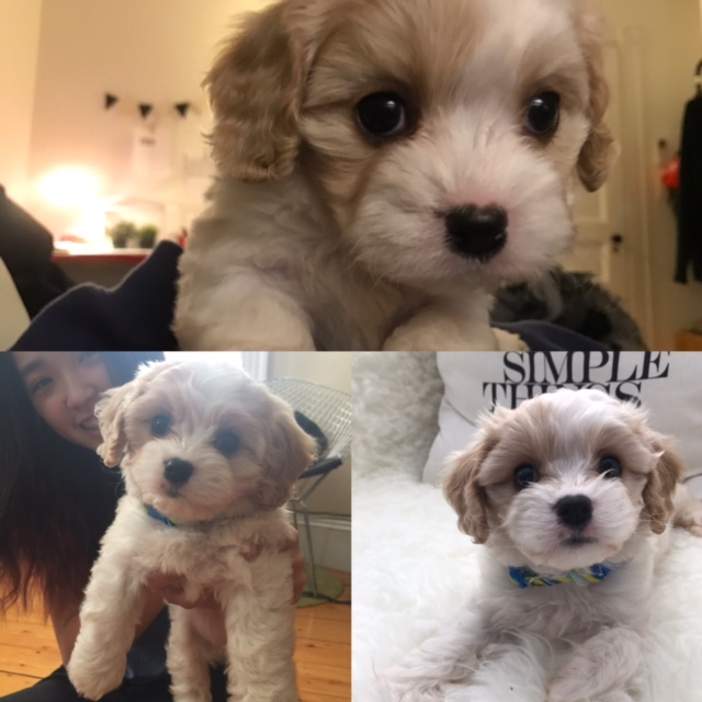 Best Cavachon Baby