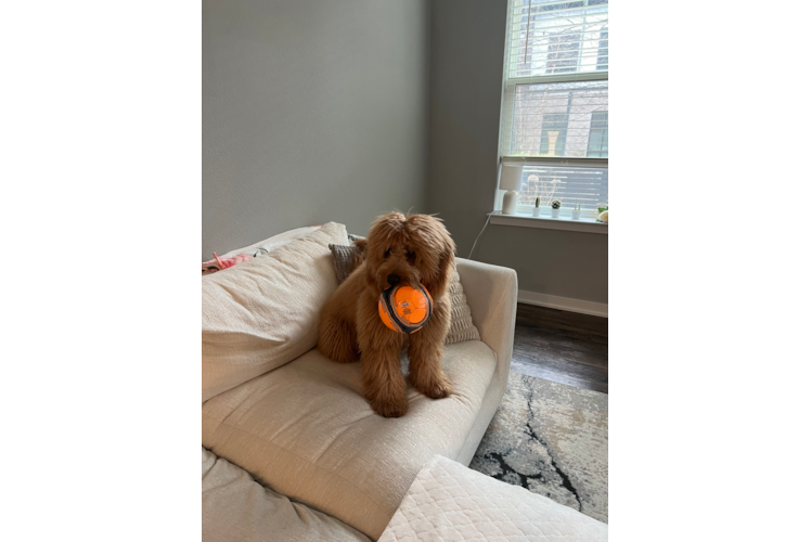 Happy Mini Goldendoodle Baby