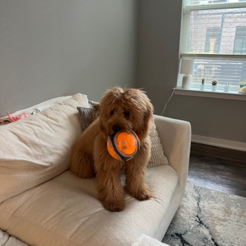 Mini Goldendoodle Being Cute
