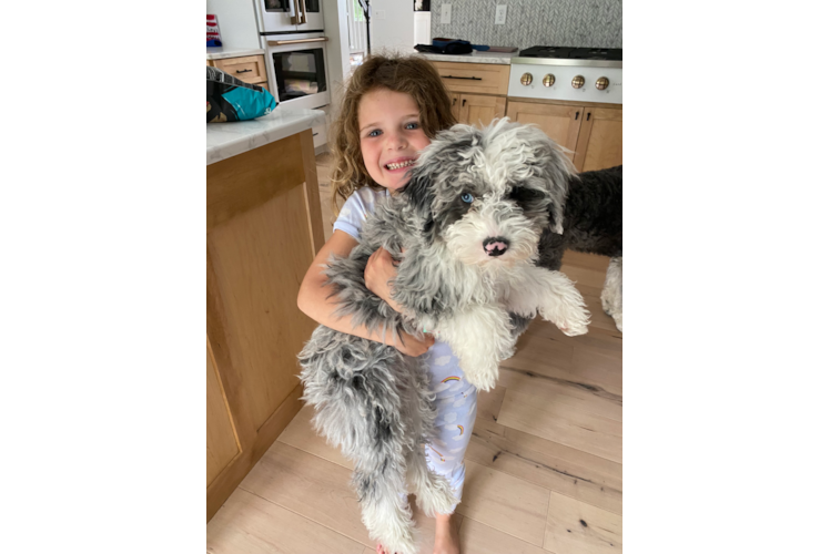 Mini Sheepadoodle Pup Being Cute