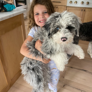 Mini Sheepadoodle Being Cute