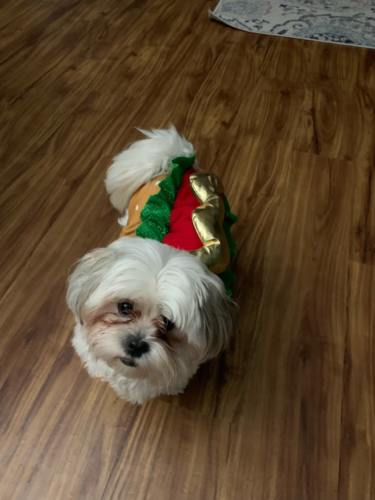 Popular Teddy Bear Designer Pup