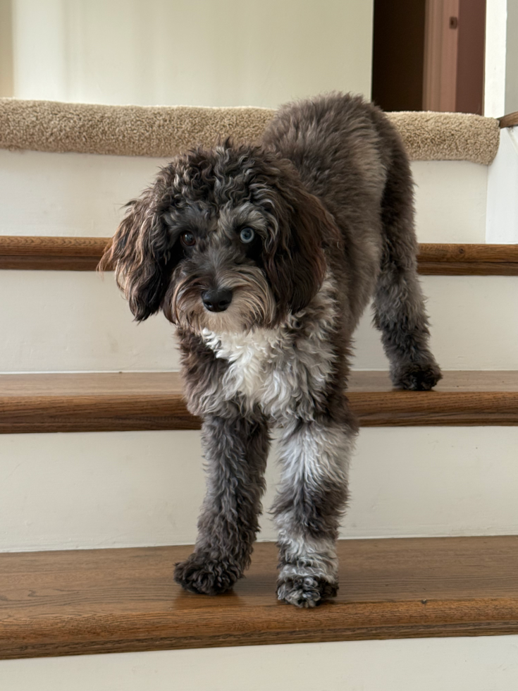 Mini Aussiedoodle Pup