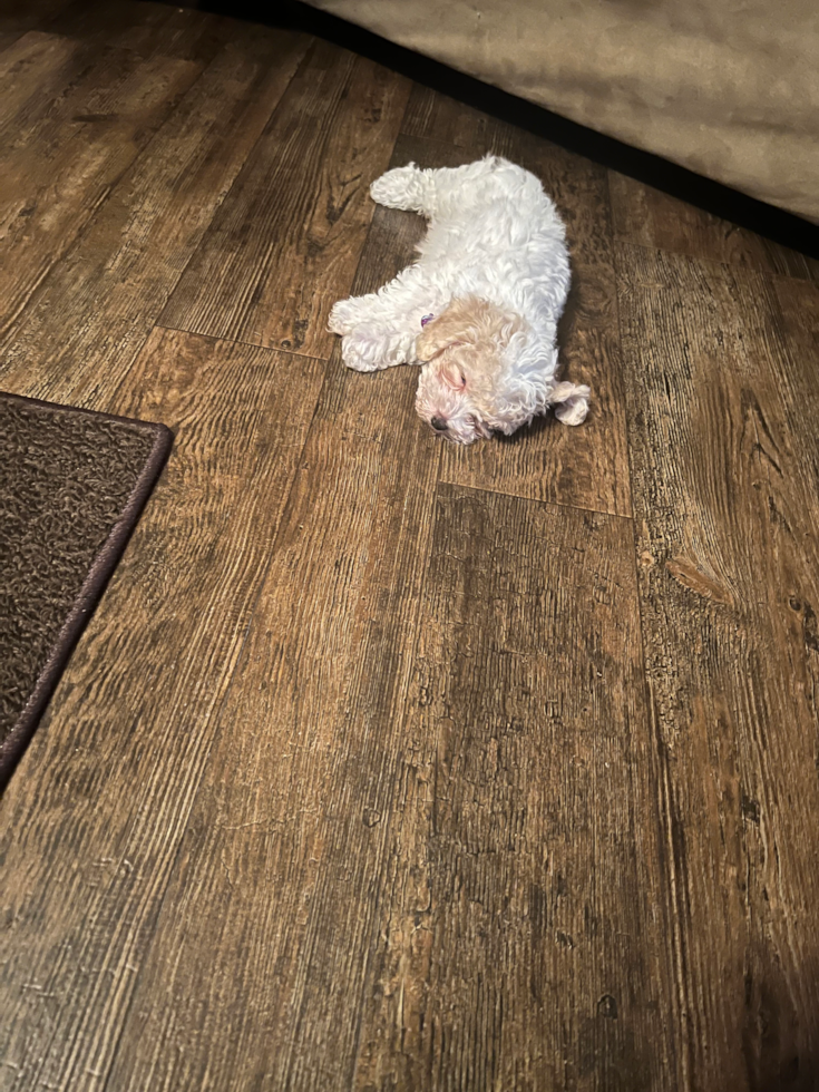 Friendly Poochon Pup in