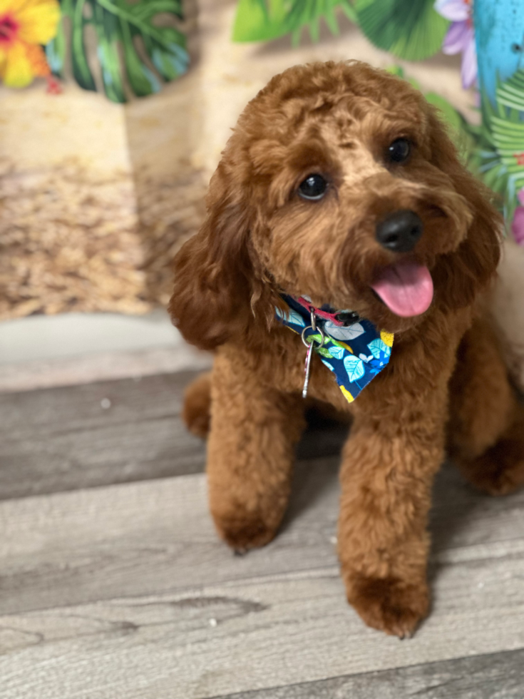 Happy Cavapoo Pup