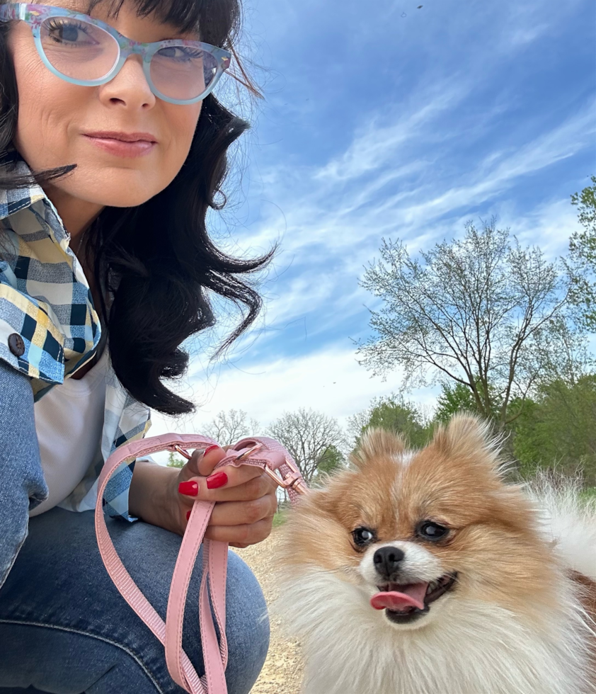 Sweet Pomeranian Pup in