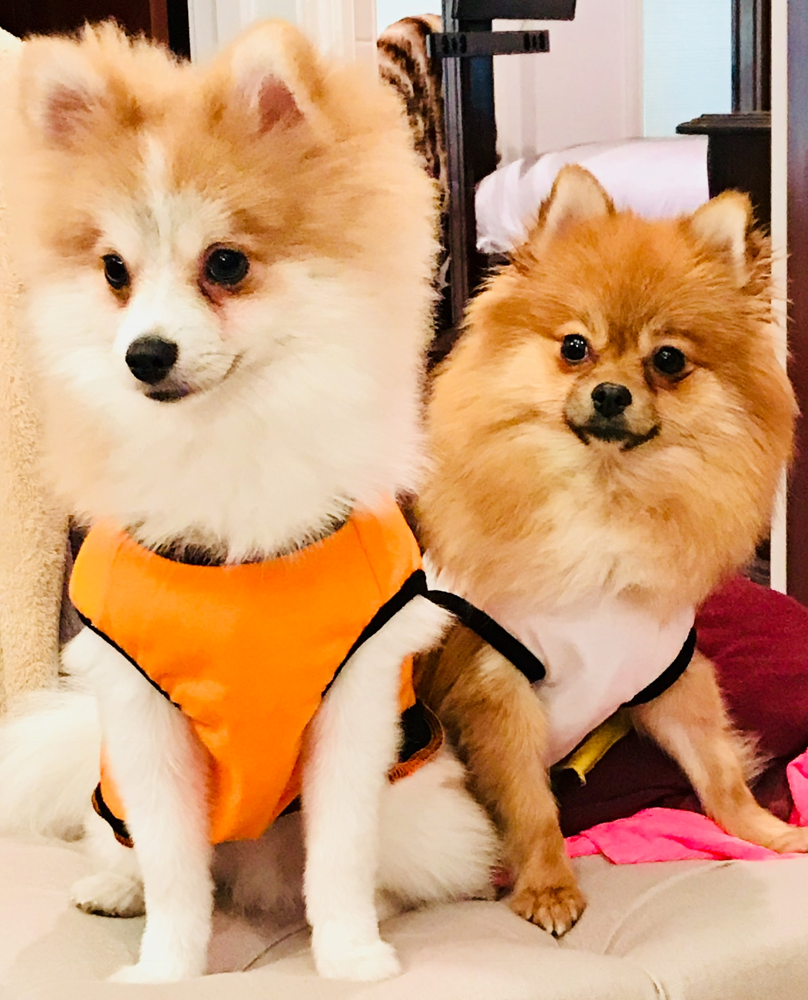Best Pomeranian Baby