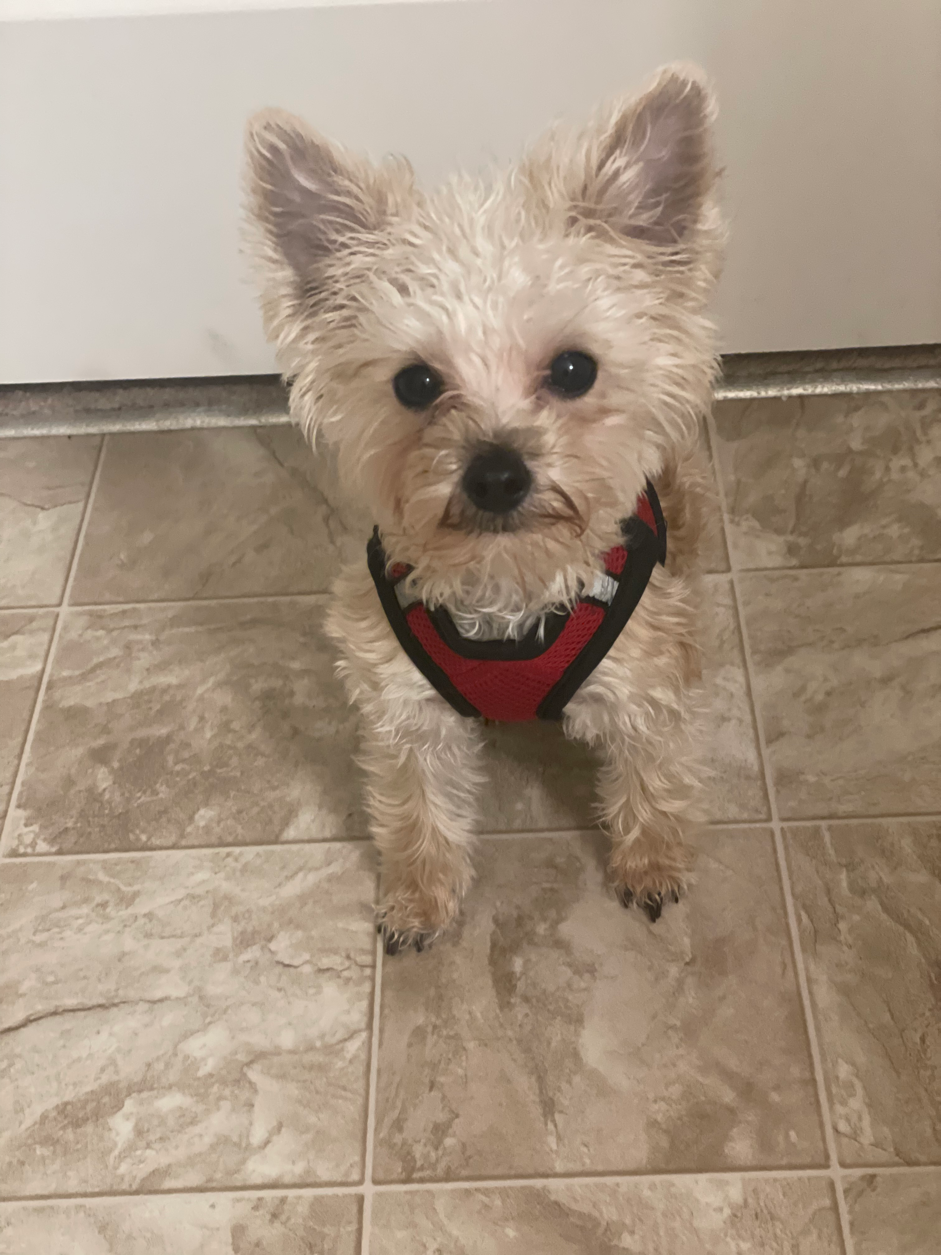 Best Yorkie Chon Baby