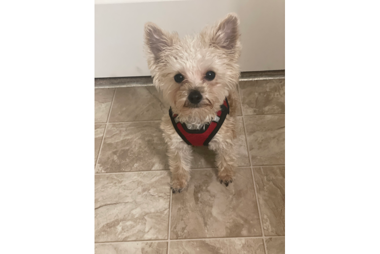 Best Yorkie Chon Baby