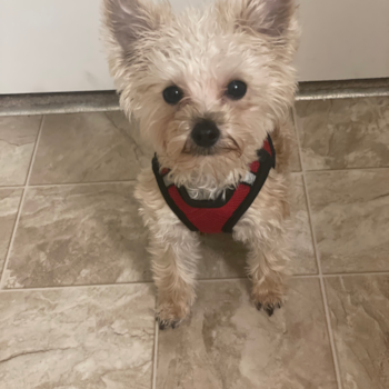 Yorkie Chon Being Cute