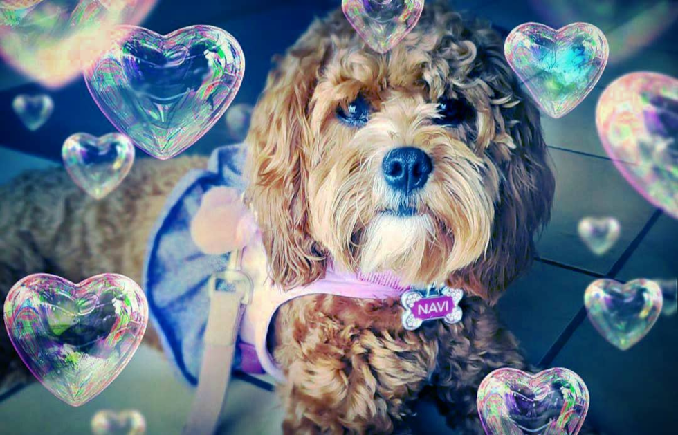 Smart Cavapoo Poodle Mix Pup