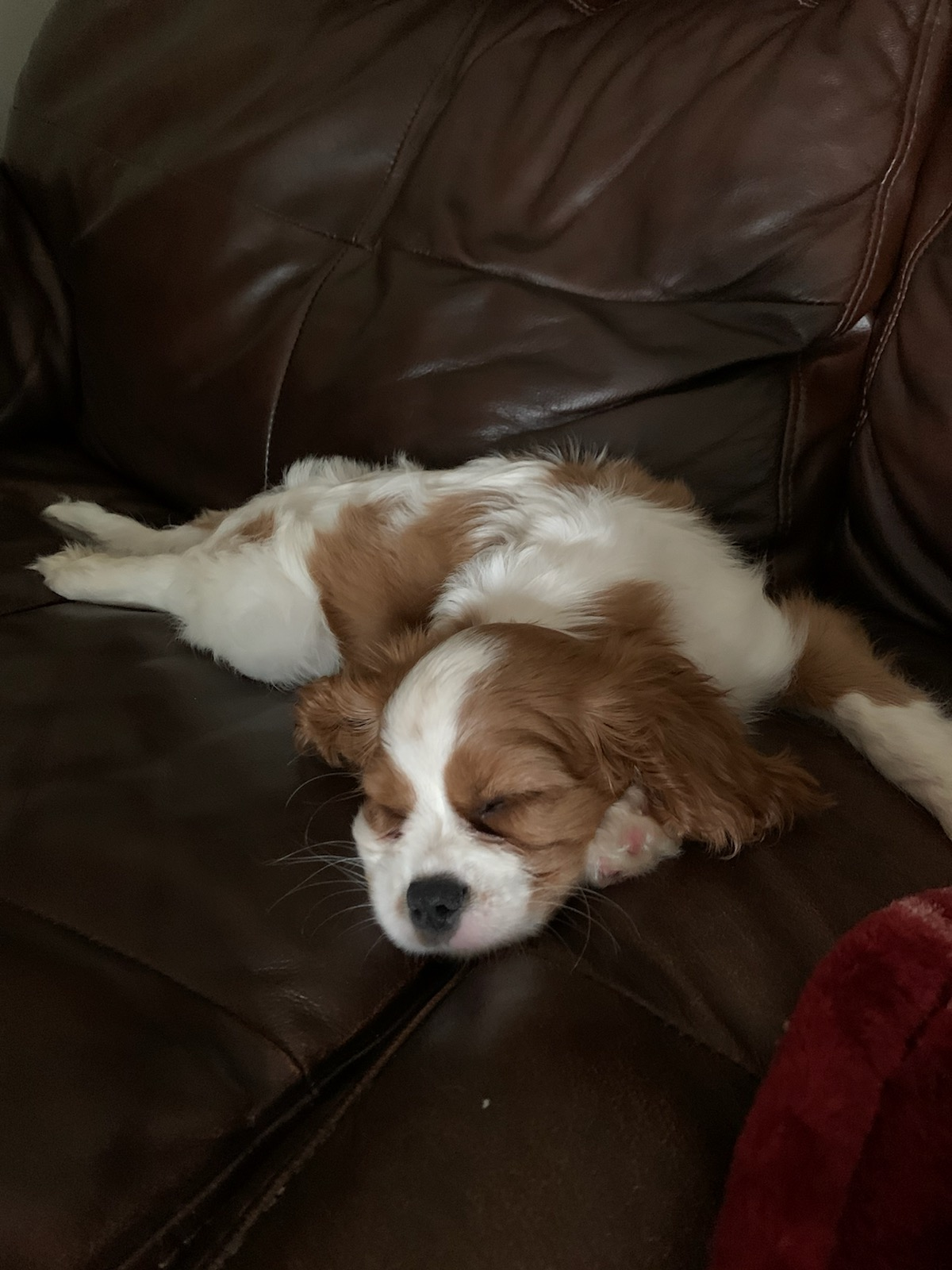 Playful Cavalier King Charles Spaniel Purebred Pup