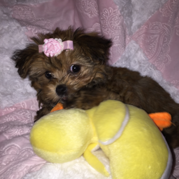 Playful Shorkie Designer Pup