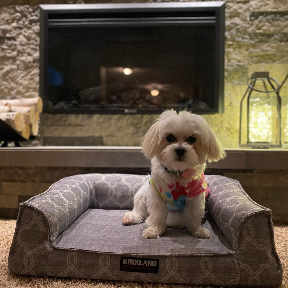 Adorable Shit Designer Pup