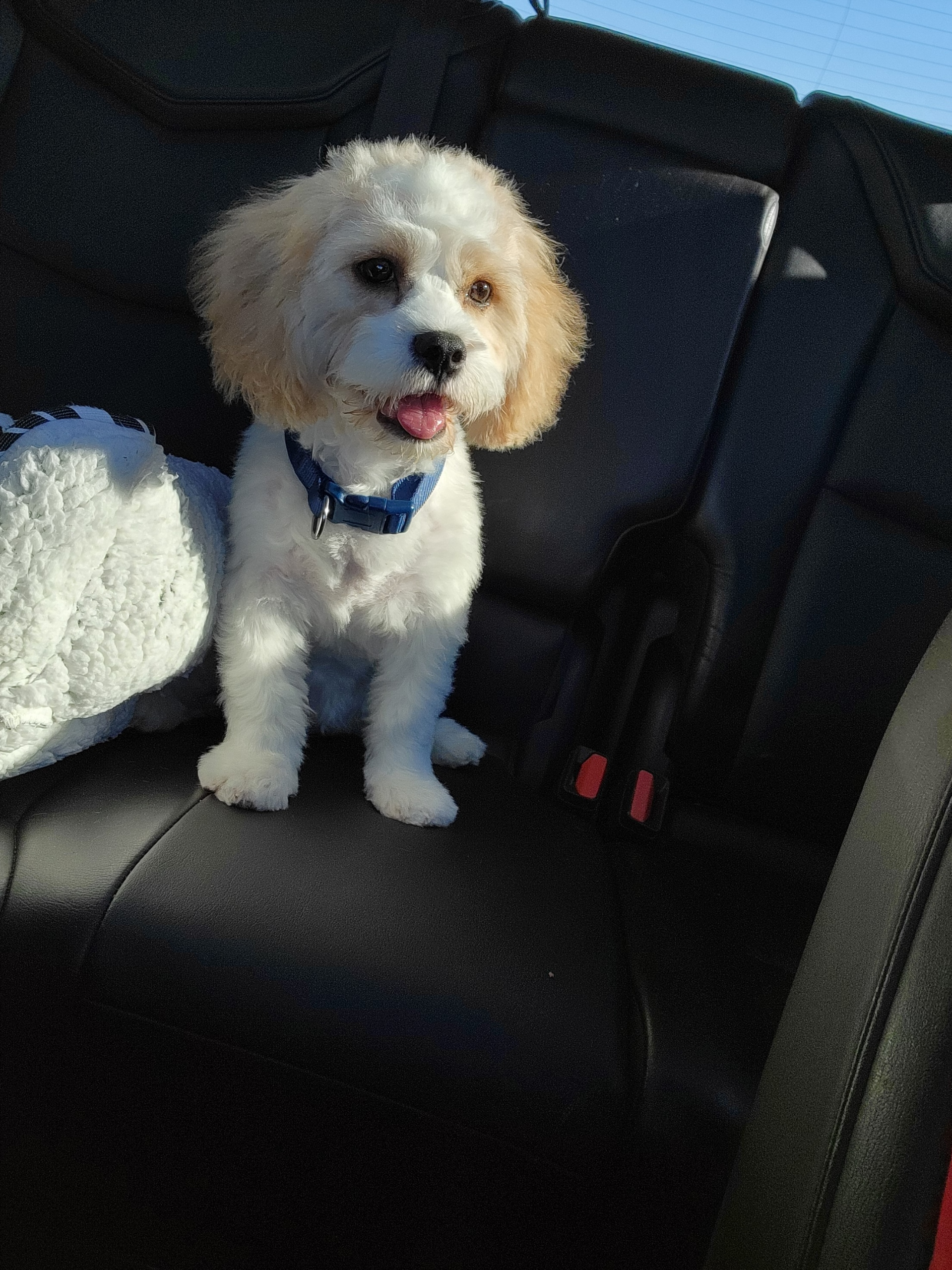 Sweet Cavachon Baby