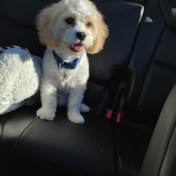 Happy Cavachon Pup