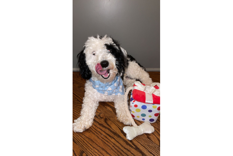 Happy Mini Aussiedoodle Baby