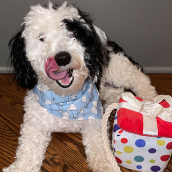 Playful Aussiepoo Poodle Mix Pup