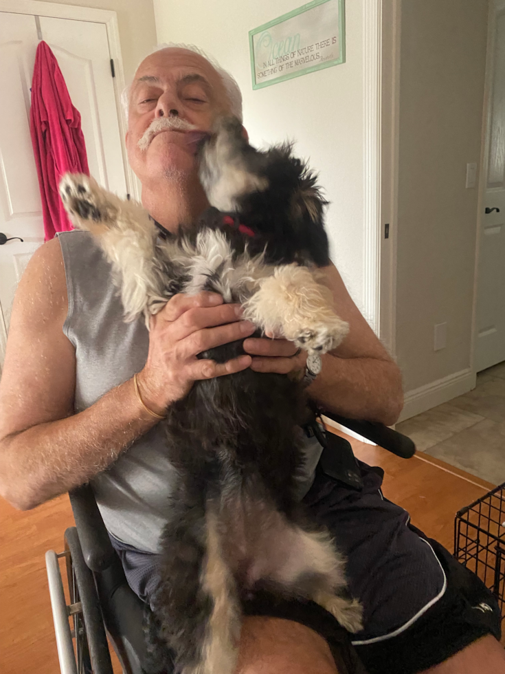 Mini Aussiedoodle Pup