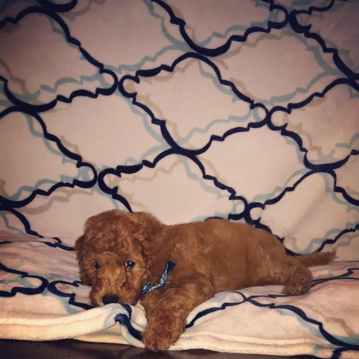 Mini Goldendoodle Puppy for Adoption
