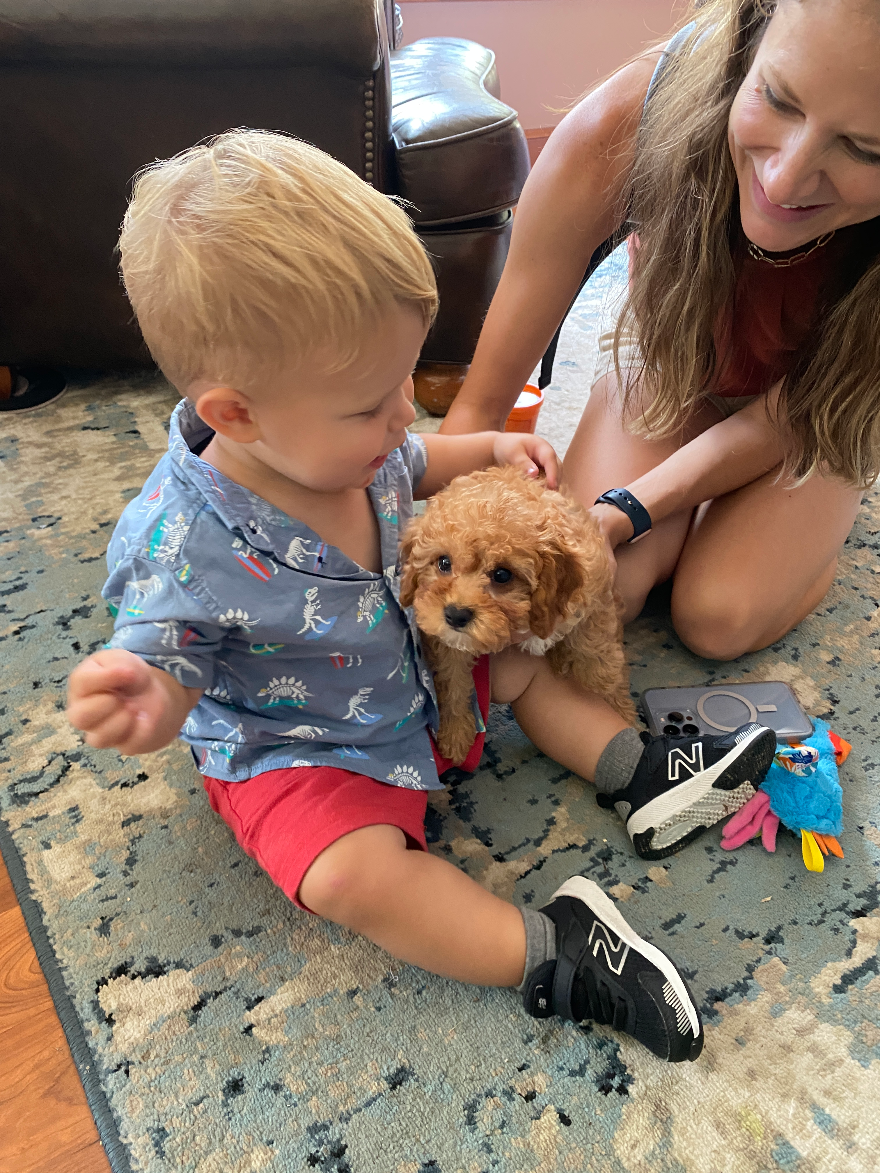 Petite Cavapoo Poodle Mix Pup