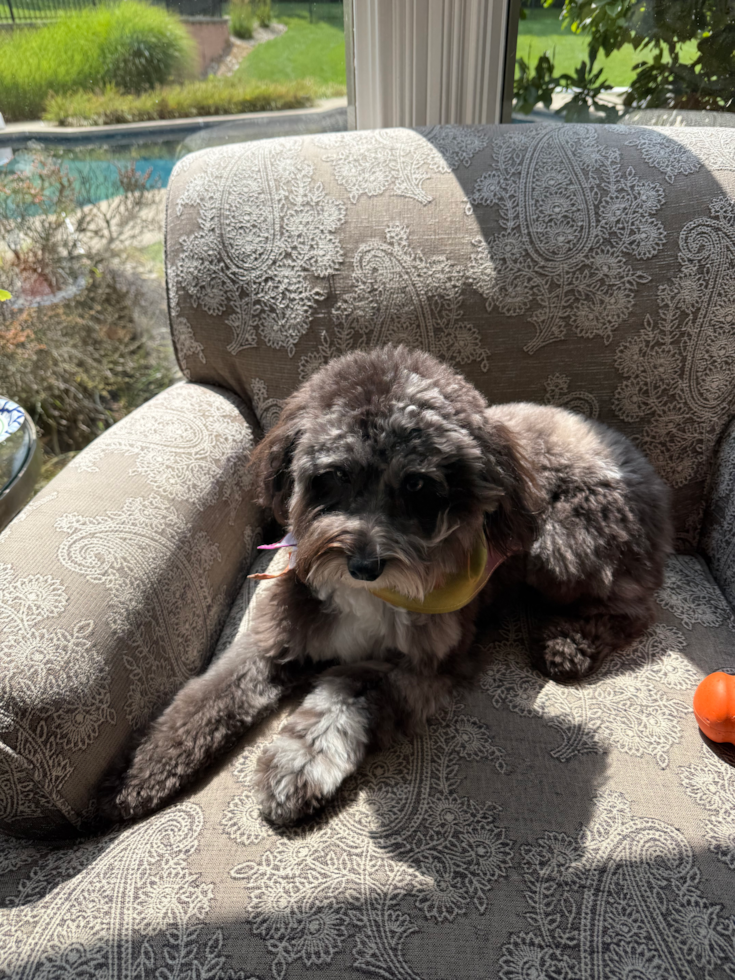Mini Aussiedoodle Pup