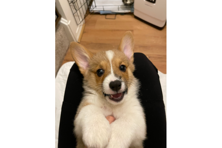 Best Pembroke Welsh Corgi Baby