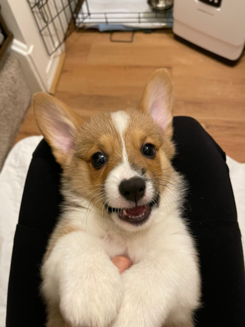 Happy Pembroke Welsh Corgi Pup in