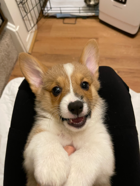 Happy Pembroke Welsh Corgi Pup in