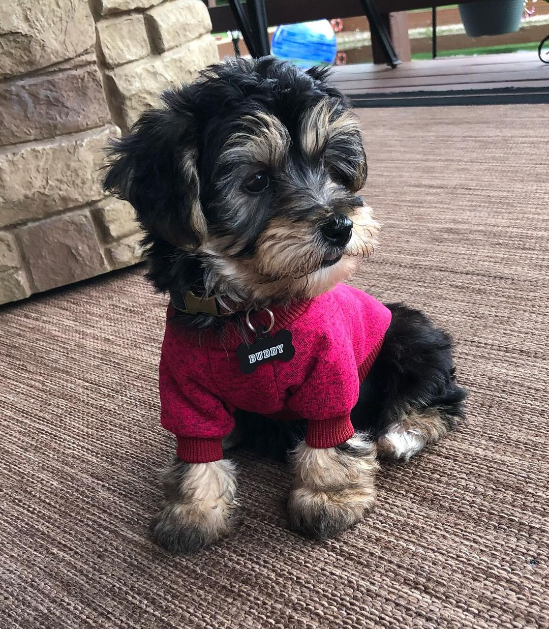 Small Yorkie Chon Baby