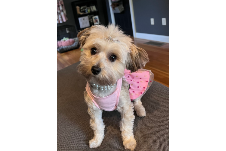 Hypoallergenic Yorkie Designer Puppy