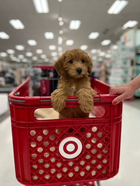 Friendly Mini Goldendoodle Baby