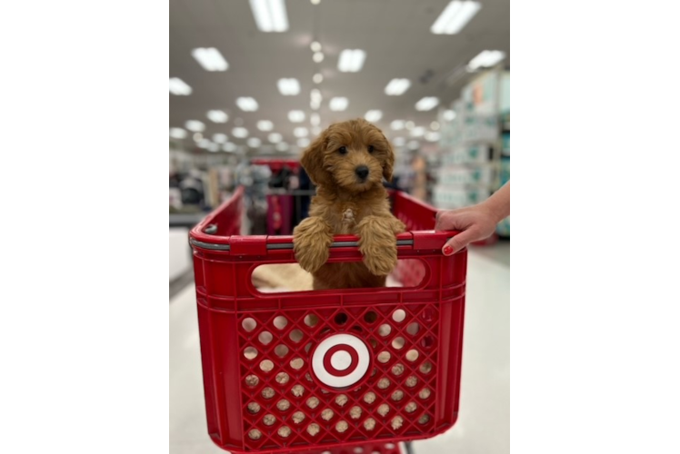 Friendly Mini Goldendoodle Baby