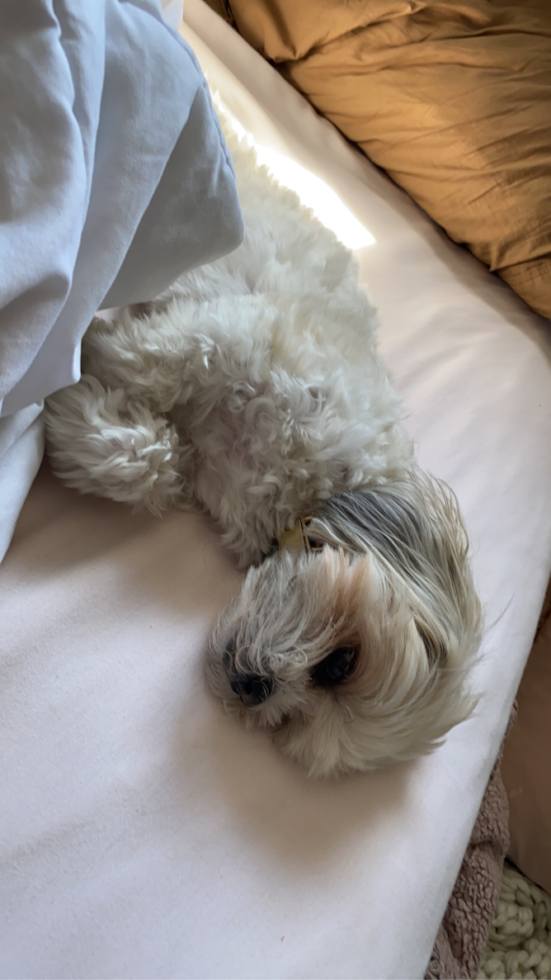 Teddy Bear Being Cute