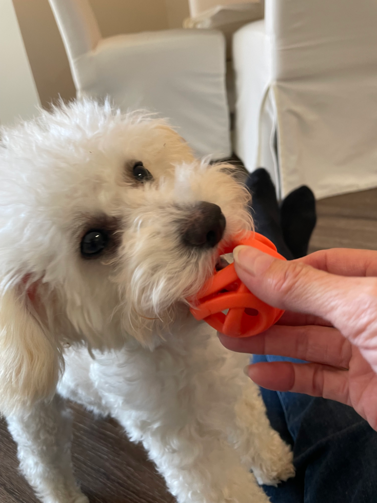 Petite Pudle Purebred Pup