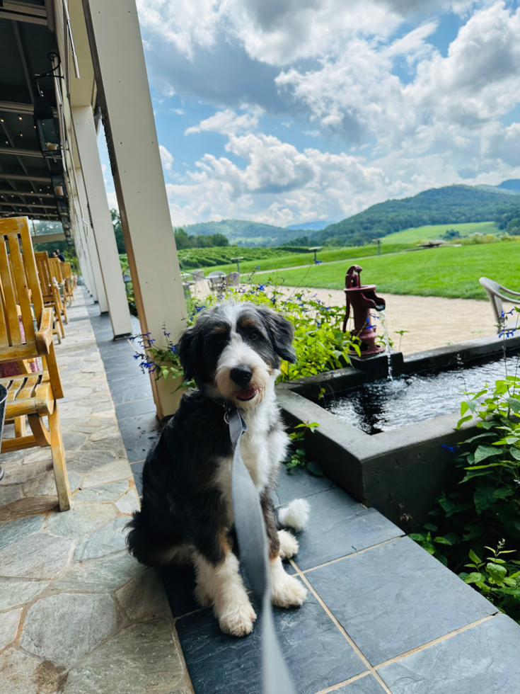 Petite Mini Bernedoodle Poodle Mix Pup
