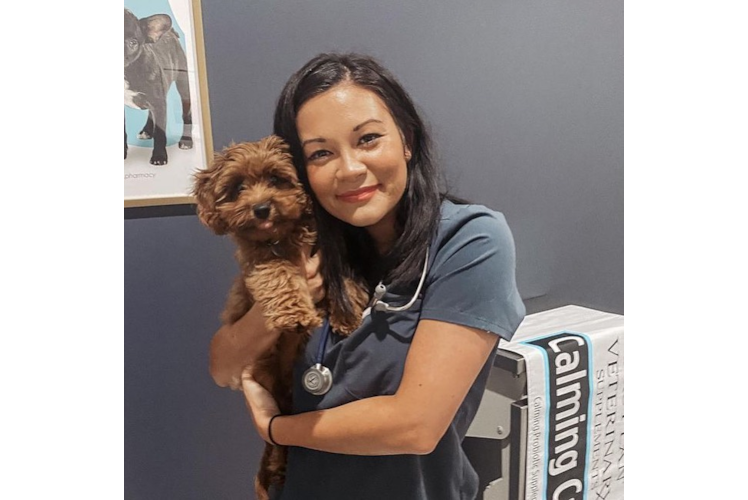 Energetic Cockerpoo Poodle Mix Puppy