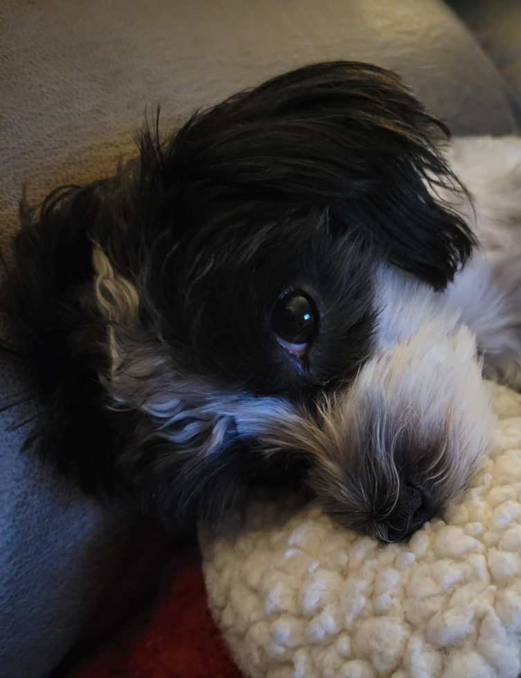 Morkie Being Cute