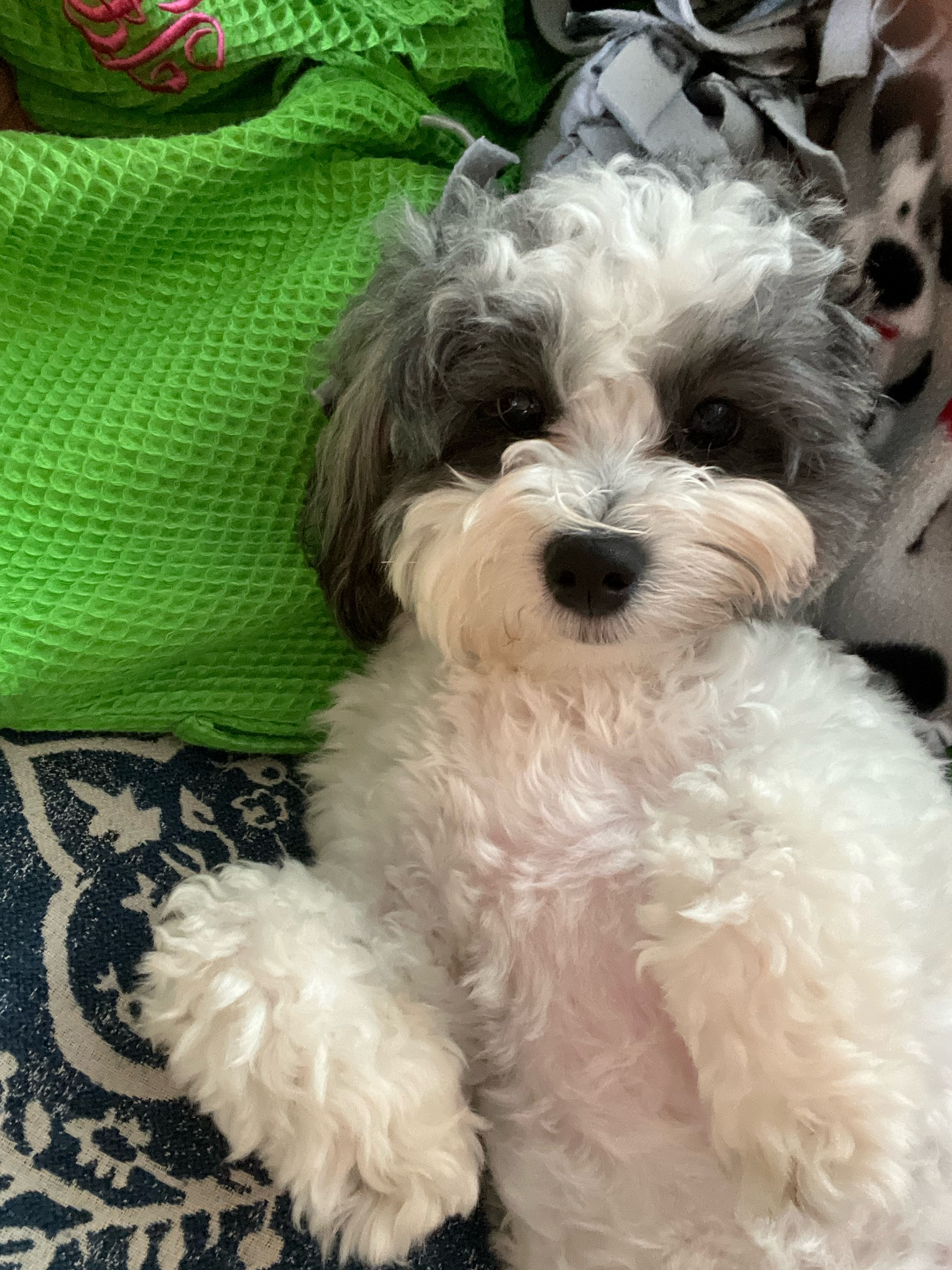 Best Teddy Bear Baby