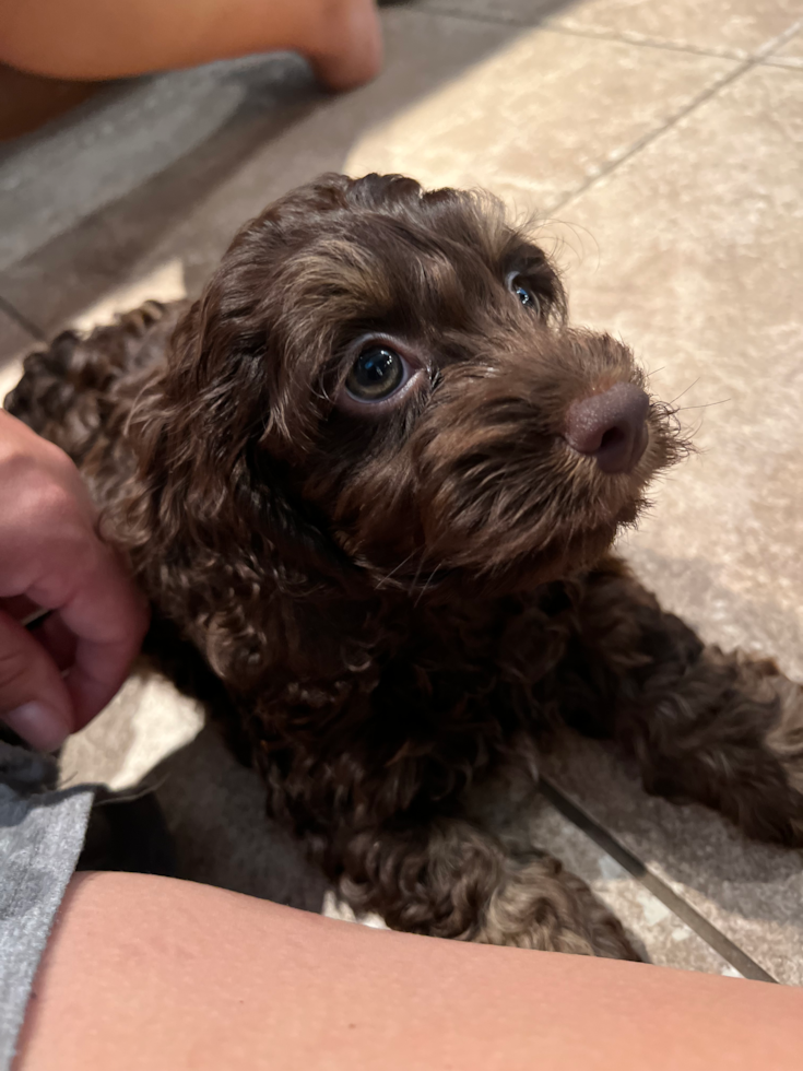 Small Cockapoo Pup