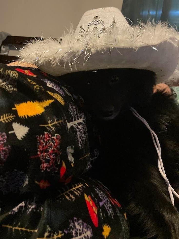 Pomeranian Being Cute