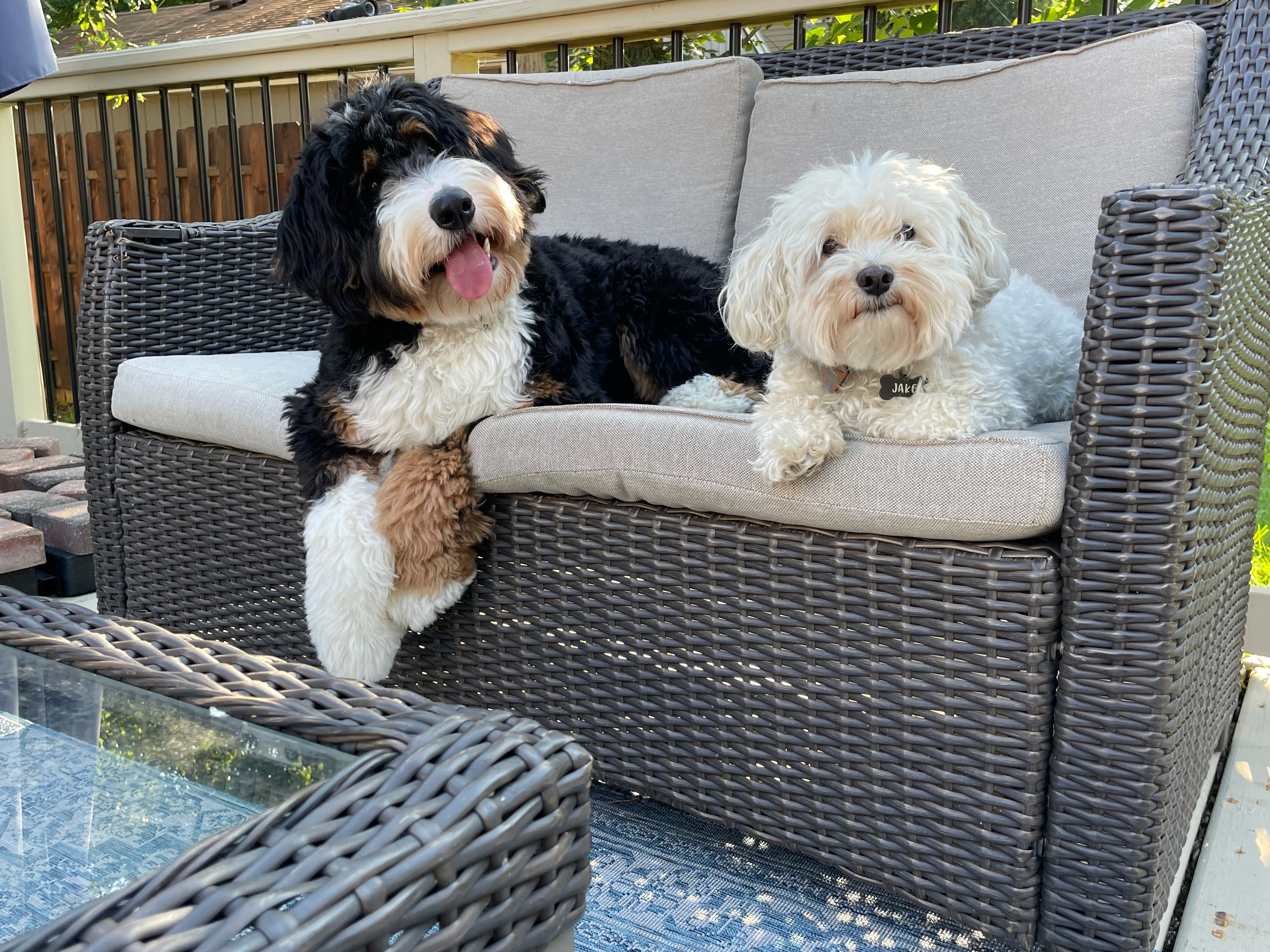 Cute Mini Bernedoodle Baby