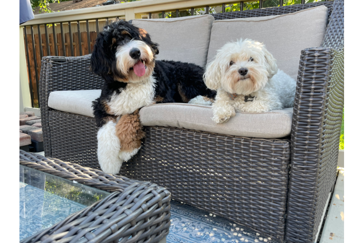 Cute Mini Bernedoodle Baby