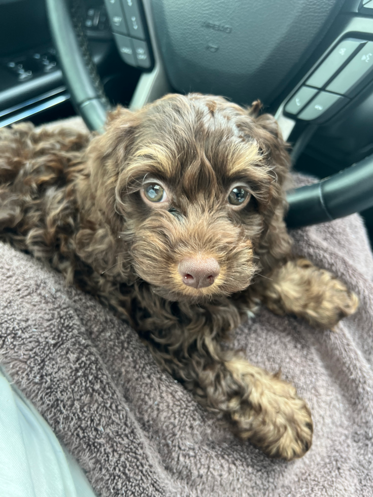 Smart Cockapoo Poodle Mix Pup