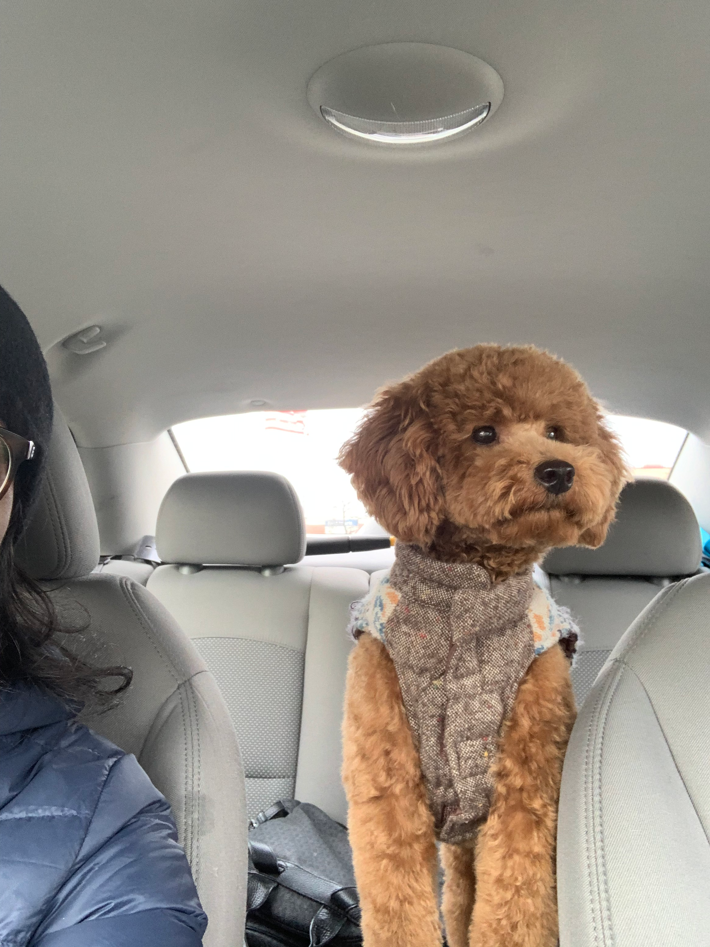 Funny Poodle Purebred Pup
