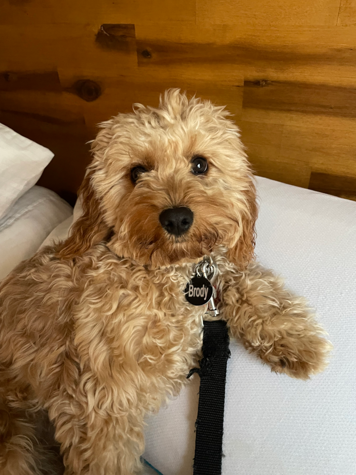 Happy Cavapoo Pup
