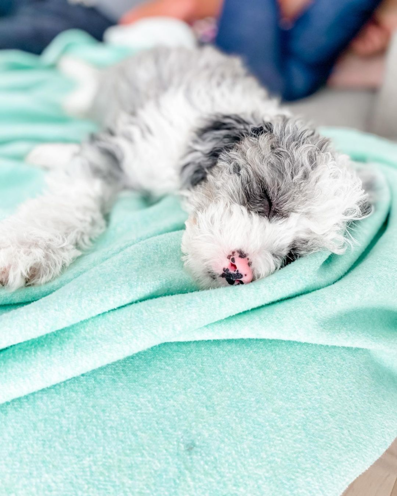 Little Sheep Dog Poodle Mix Pup