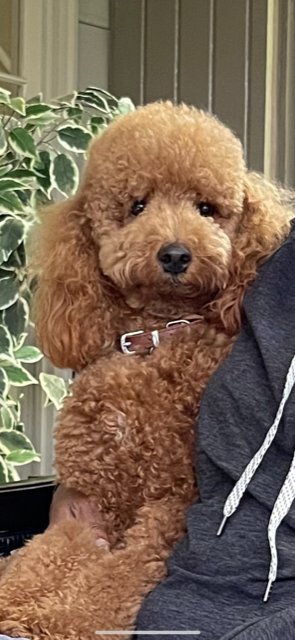 Cute Pudle Purebred Puppy